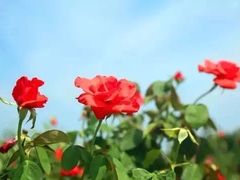 -亚龙湾国际玫瑰谷