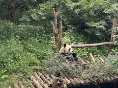 -黔灵山公园