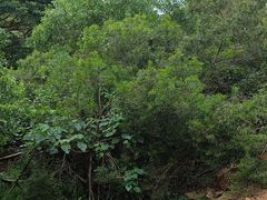 -广东惠东海龟国家级自然保护区