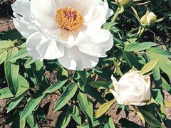 -莲花池公园