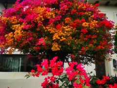 -南国锋味椰子鸡(瀚海店)