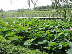 -白渔泡湿地公园