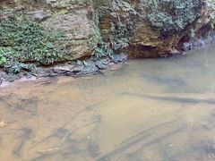 -怀托摩萤火虫洞