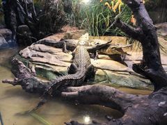 -正佳雨林生态植物园