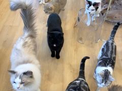 -有喵·猫咖·狗咖·30几只猫10只小狗(岗厦店)