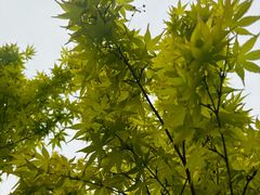 -羊山湖公园