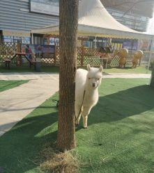 -萌宠亲子动物乐园(槐房万达店)