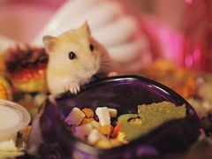 -钓仓鼠(洋桥北里小区店)