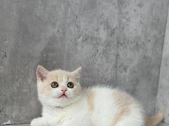 -小猫来了·猫舍(红山六九七九店)