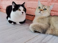 -喵屿·大理花园猫咖