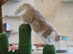 -飞行喵MR PILOT|猫舍·猫咖(静安大融城店)