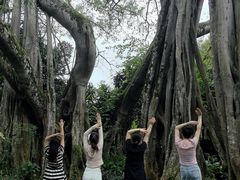 -瑞丽独树成林风景区