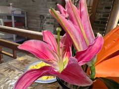 -真地道京味府·鲜橙烤鸭·北京菜(朝外大街东大桥店)