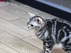-猫大福·Fortune Cat猫舍(百子湾店)