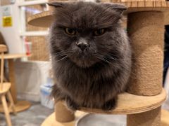 -楼上猫咖(罗湖店)