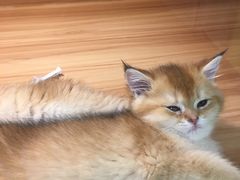 -猫十亿·布偶金渐层·曼基康矮脚猫舍(青年路店)