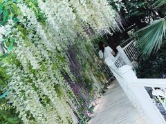 -大塘金香草谷