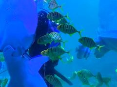 -左海海底世界