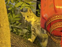 -周大娘牛乳(旧寨古村总店)