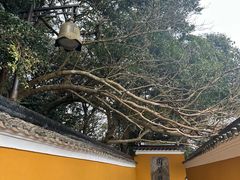 -普陀山慧济禅寺