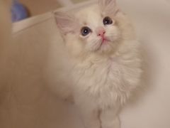 -Bastet sally猫舍购宠(静安店)