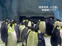 -珠海长隆海洋王国