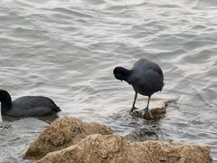 -碧海金沙