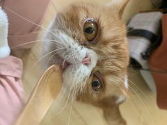 -酷豆宠物咖啡·宠物美食·撸猫馆