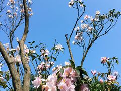 -梧桐山风景名胜区