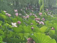 -莲花池公园