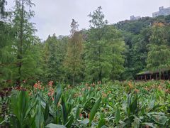 -重庆彩云湖湿地公园