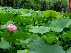 -陈家山荷花公园