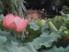 -陈家山荷花公园