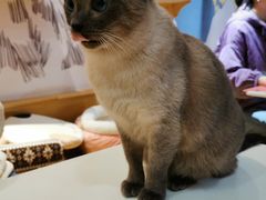-滚猫咖啡·猫咖·猫友好撸猫(未来城店)