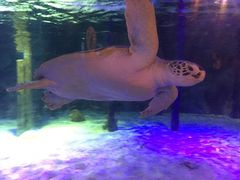 -暹罗海洋世界
