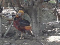 -泉州海丝野生动物世界