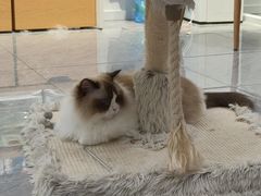 -爱洗澡的猫(天河路店)