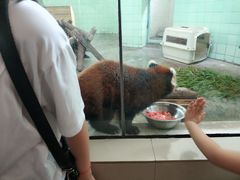 -绿野餐厅(上海动物园店)
