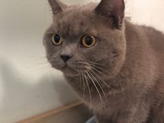 -乐派堂宠物医院·猫友好· 心脏科(东街店)