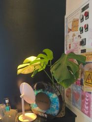 点击看大图 -玛莲朵·海菲秀冰珀科