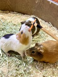 -Zoolung Zoolung动物主题公园(海信广场店)