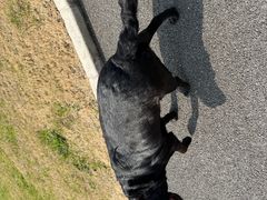 -宠颐生斯嘉宠物医院·急重症·心内科(谷阳北路分院)
