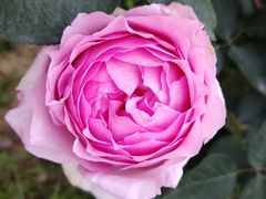 -鹅湖玫瑰文化园