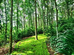 -瑞丽独树成林风景区