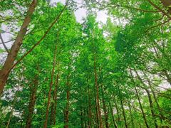 -白水寺森林公园