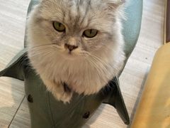 -藏猫猫咖啡主题馆(中央大道店)