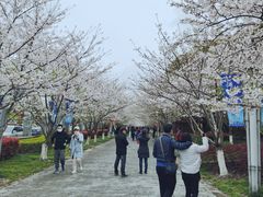 -高东镇樱花园