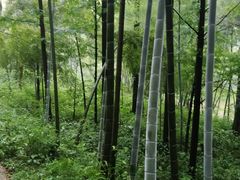 -天花井景区