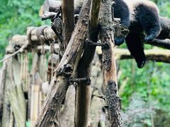 -成都大熊猫繁育研究基地