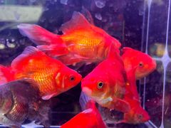 -青石桥花鸟鱼虫市场(叠翠城店)